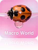 Macro World
